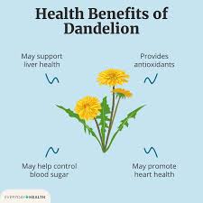 Freeze Dried Dandelion weed, whole&nbsp;plant